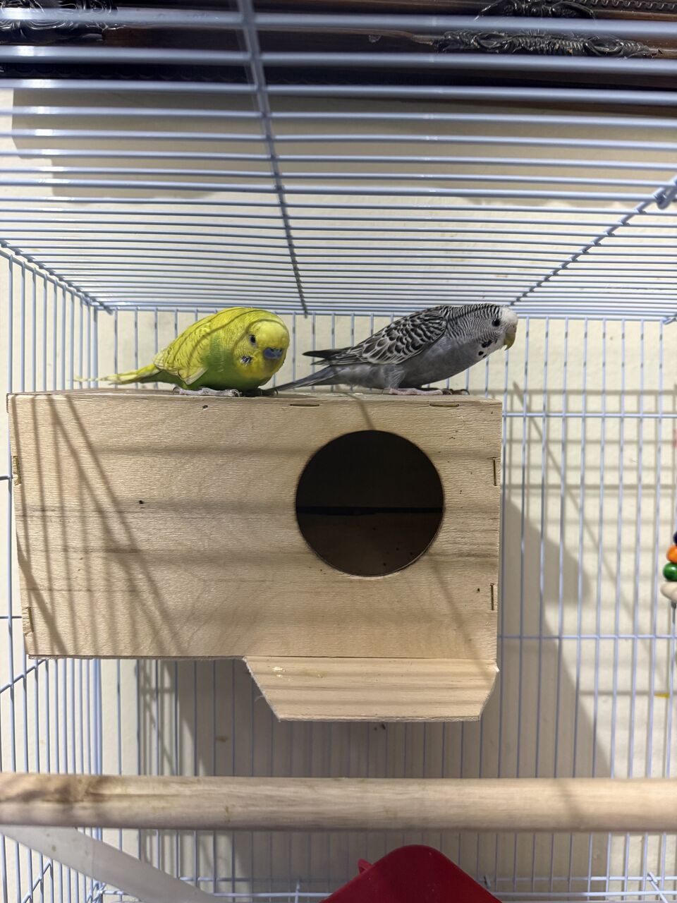 Riyadh, Pet Supplies, SAR 180,  Budgies For Sale