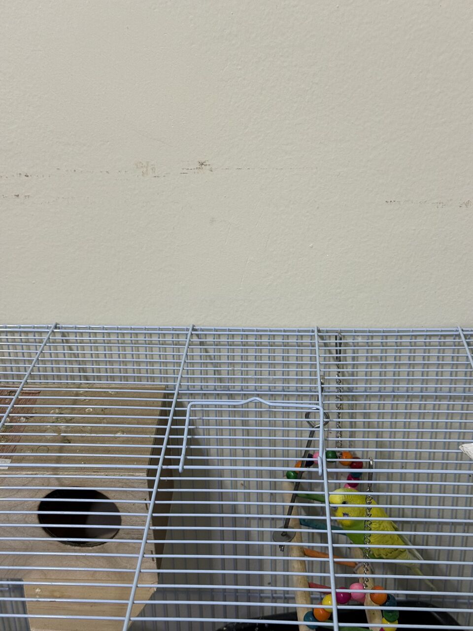 Riyadh, Pet Supplies, SAR 180,  Budgies For Sale