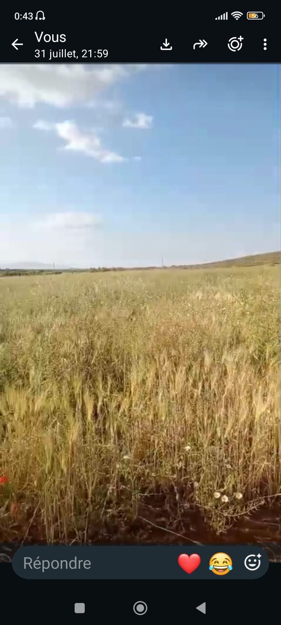 Casablanca, Farm & Garden, MAD 850000,  TERRAIN AGRICOLE TITRÉ DE 2 HA