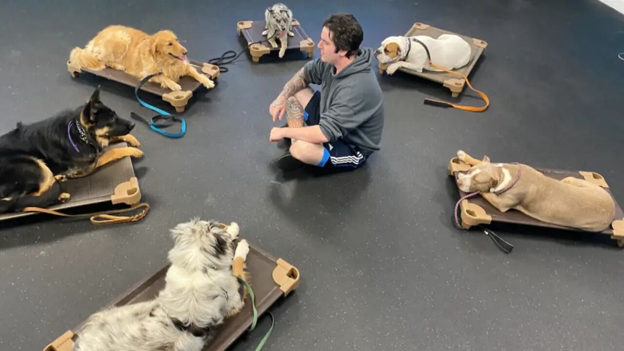 New York, Training, Dog Trainers For Aggressive Behavior