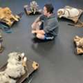 Dog Trainers For Aggressive Behavior