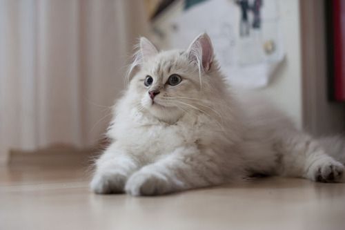 New York, Pet Supplies, White Siberian Cat For Sale In Washington