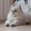 White Siberian Cat For Sale In Washington