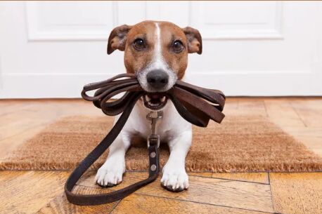 New York, Pick Up & Drop Off, Best Puppy Board And Train In San Antonio
