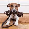 Best Puppy Board And Train In San Antonio