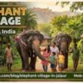 Everything You Need To Know About Elephant Village Jaipur