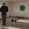 Professional Reactive Dog Training In Wirral Area