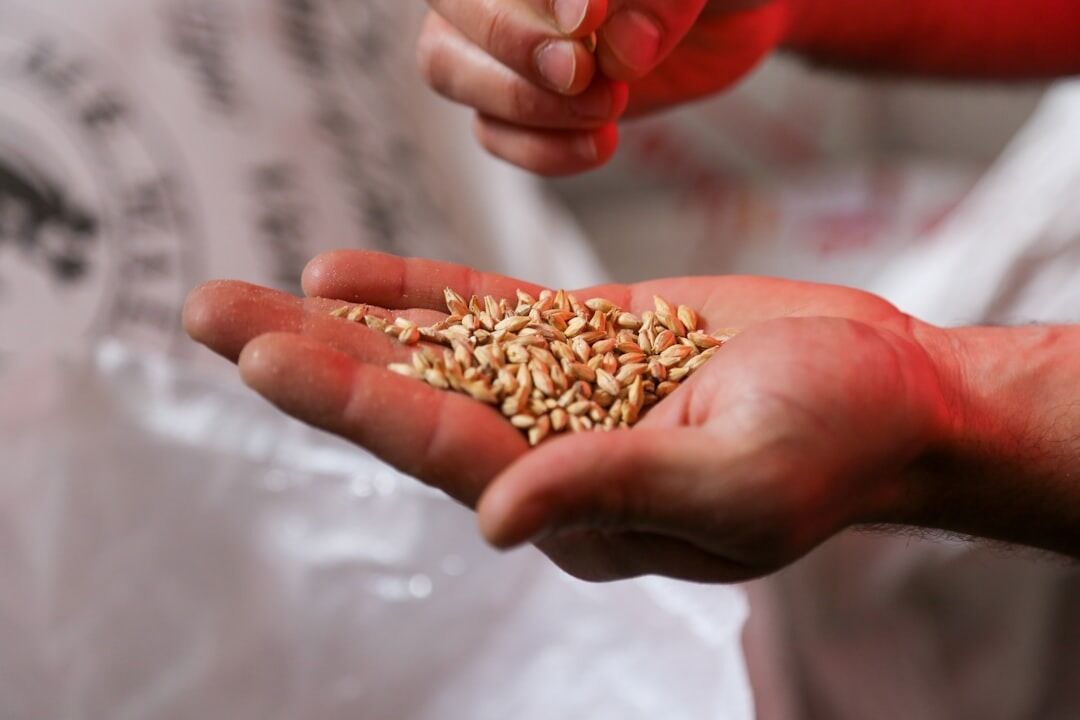 New Delhi, Food, Organic Food Wholesale Supplier In Delhi NCR