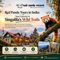 Red Panda Tours In India: Your Gateway To Singalila’s Wild Trails