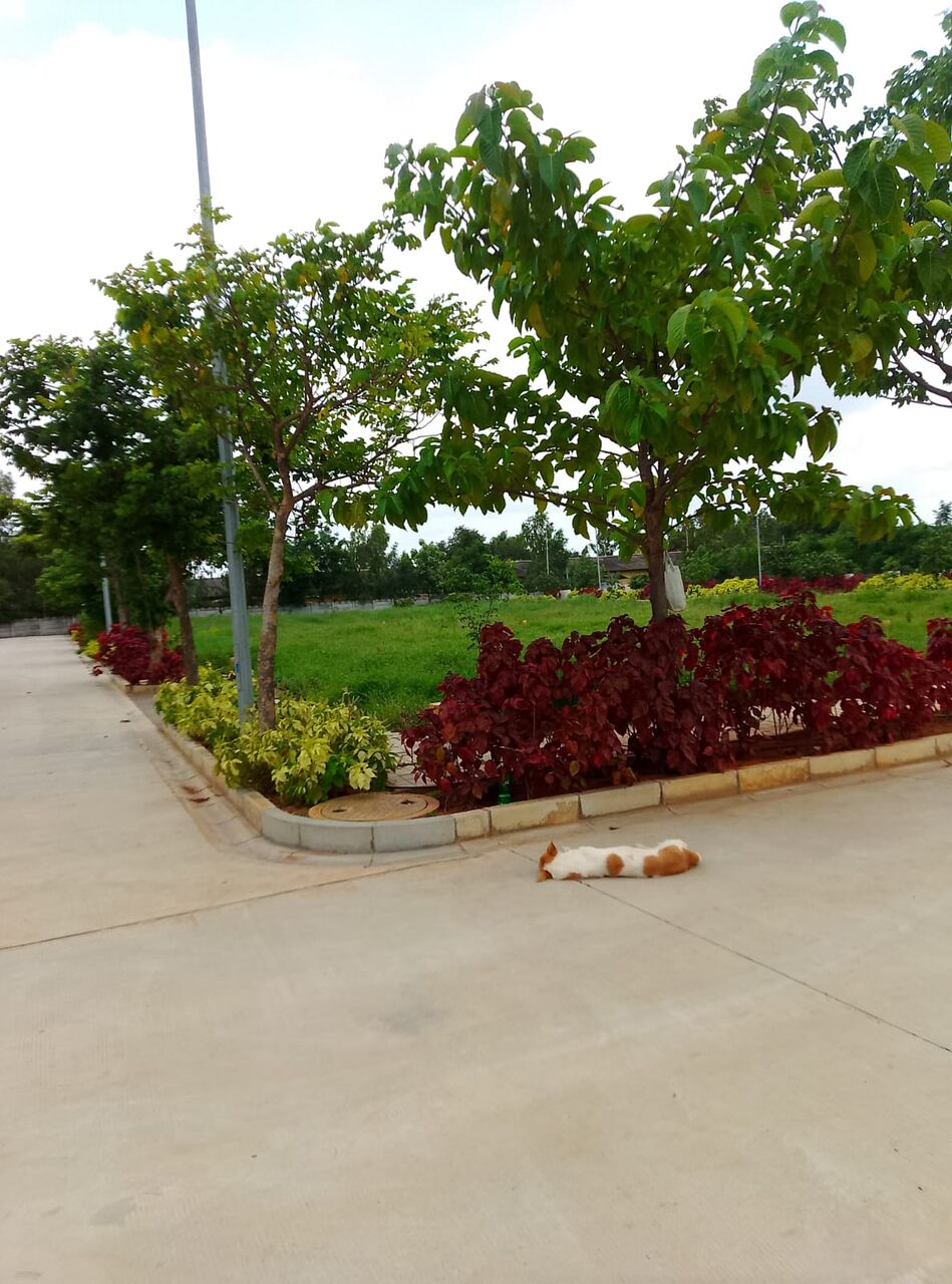 Hyderabad, Residential Plots, INR 22000,  219 Sq. Yard,  HMDA & RERA  APPROVED Open Plots For Sale @ Maheshwaram