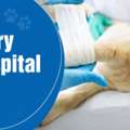 Veterinary Care Hospital For Dogs | CGS Hospital