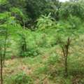 THB 4700000,  6 BR,  121 Sq. Feet,  Land For Sale, None, Nonthaburi Province, Bang Kruai District, 121 Sq M, Location Near