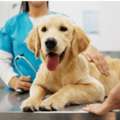 Smart Veterinary Software For Efficient Practice Management