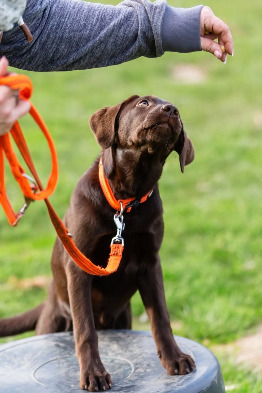 New Delhi, Pet Sitting, Home Dog Trainer Janakpuri | Expert Dog Training At Home