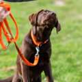 Home Dog Trainer Janakpuri | Expert Dog Training At Home