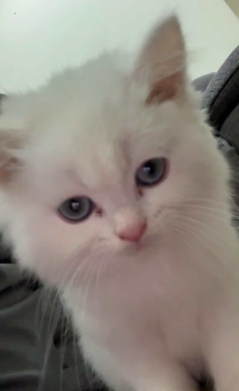 Jubail, Pet Supplies, SAR 700,  4-Month-Old White Female Persian Turkish Angora Kitten
