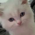 SAR 700,  4-Month-Old White Female Persian Turkish Angora Kitten