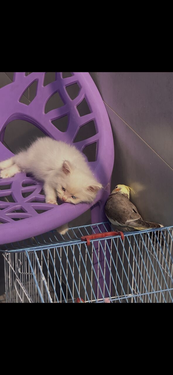 Jubail, Pet Supplies, SAR 700,  4-Month-Old White Female Persian Turkish Angora Kitten
