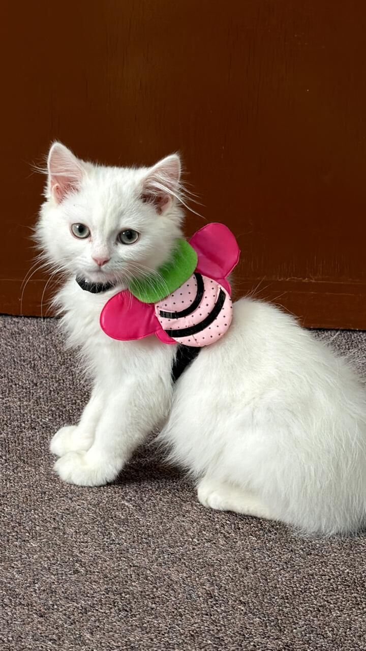 Jubail, Pet Supplies, SAR 700,  4-Month-Old White Female Persian Turkish Angora Kitten