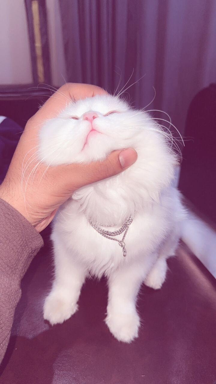 Jubail, Pet Supplies, SAR 700,  4-Month-Old White Female Persian Turkish Angora Kitten