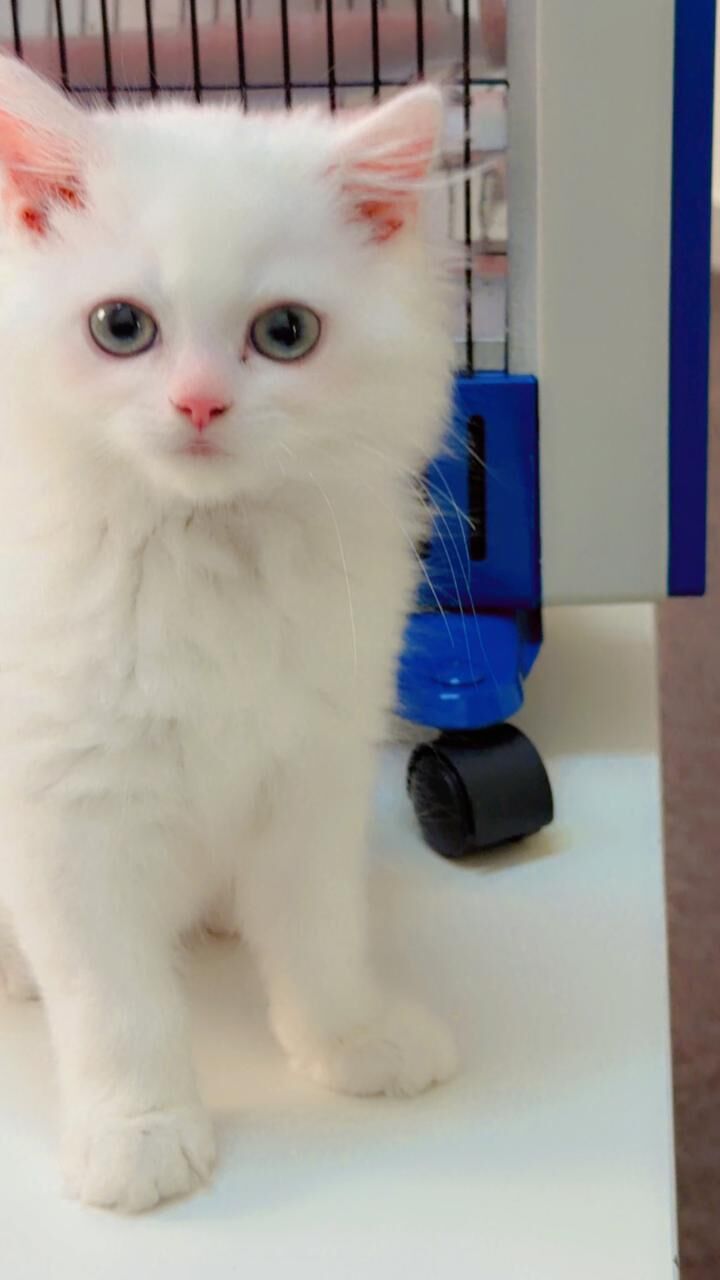 Jubail, Pet Supplies, SAR 700,  4-Month-Old White Female Persian Turkish Angora Kitten
