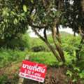 THB 1500,  6 BR,  1126 Sq. Feet,  Land For Sale, 2 Rai 3 Ngan, 1500 Per Square Wa, Ban Don Charoen, Doi Lan Subdistrict,