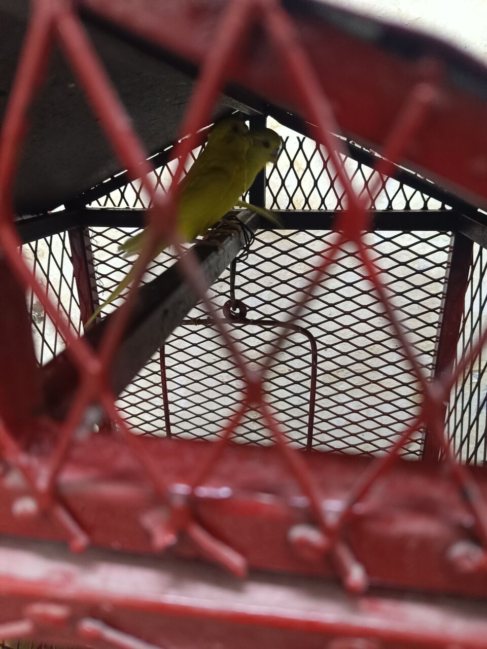 Dammam, Pet Supplies, SAR 250,  Steel Bird Cage With Red-Eye Budgerigar Breeding Pair &ndash; 280 SAR