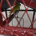SAR 150,  Red-Eye Budgerigar Breeding Pair For Sale