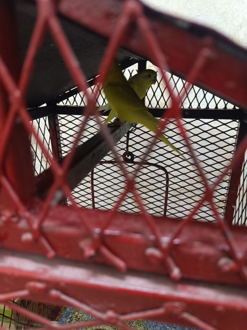 Dammam, Pet Supplies, SAR 150,  Red-Eye Budgerigar Breeding Pair For Sale
