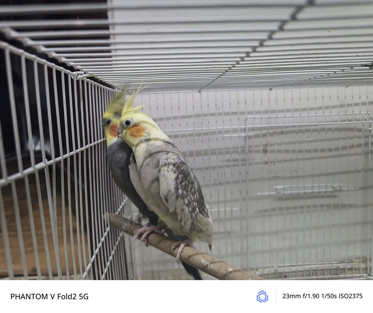 Riyadh, Pet Supplies, SAR 1,  Cockatiel Breading Pair With Eggs
