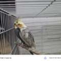 SAR 1,  Cockatiel Breading Pair With Eggs
