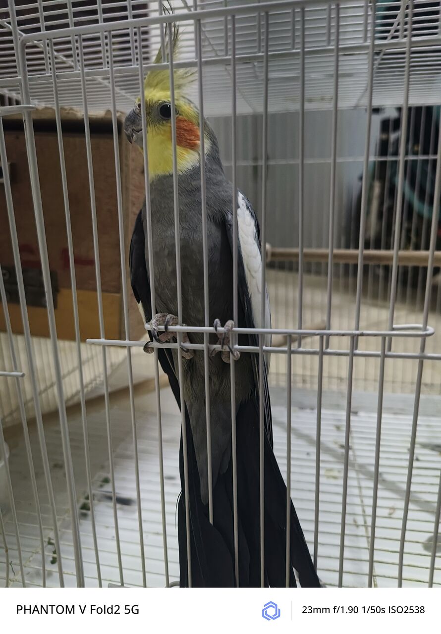 Riyadh, Pet Supplies, SAR 1,  Cockatiel Breading Pair With Eggs