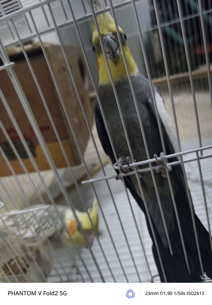 Riyadh, Pet Supplies, SAR 1,  Cockatiel Breading Pair With Eggs