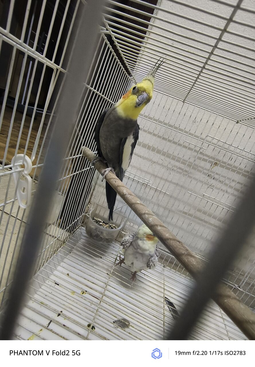 Riyadh, Pet Supplies, SAR 1,  Cockatiel Breading Pair With Eggs
