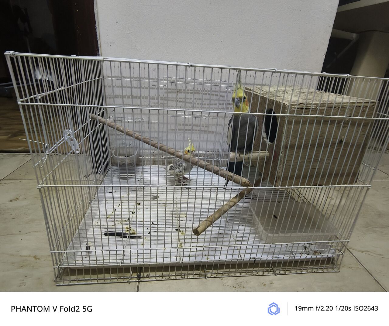 Riyadh, Pet Supplies, SAR 1,  Cockatiel Breading Pair With Eggs