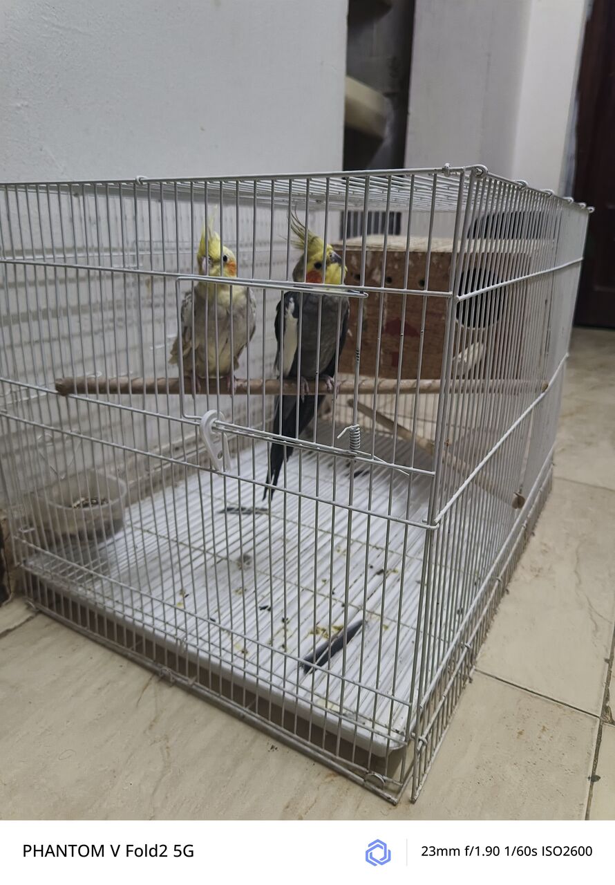 Riyadh, Pet Supplies, SAR 1,  Cockatiel Breading Pair With Eggs