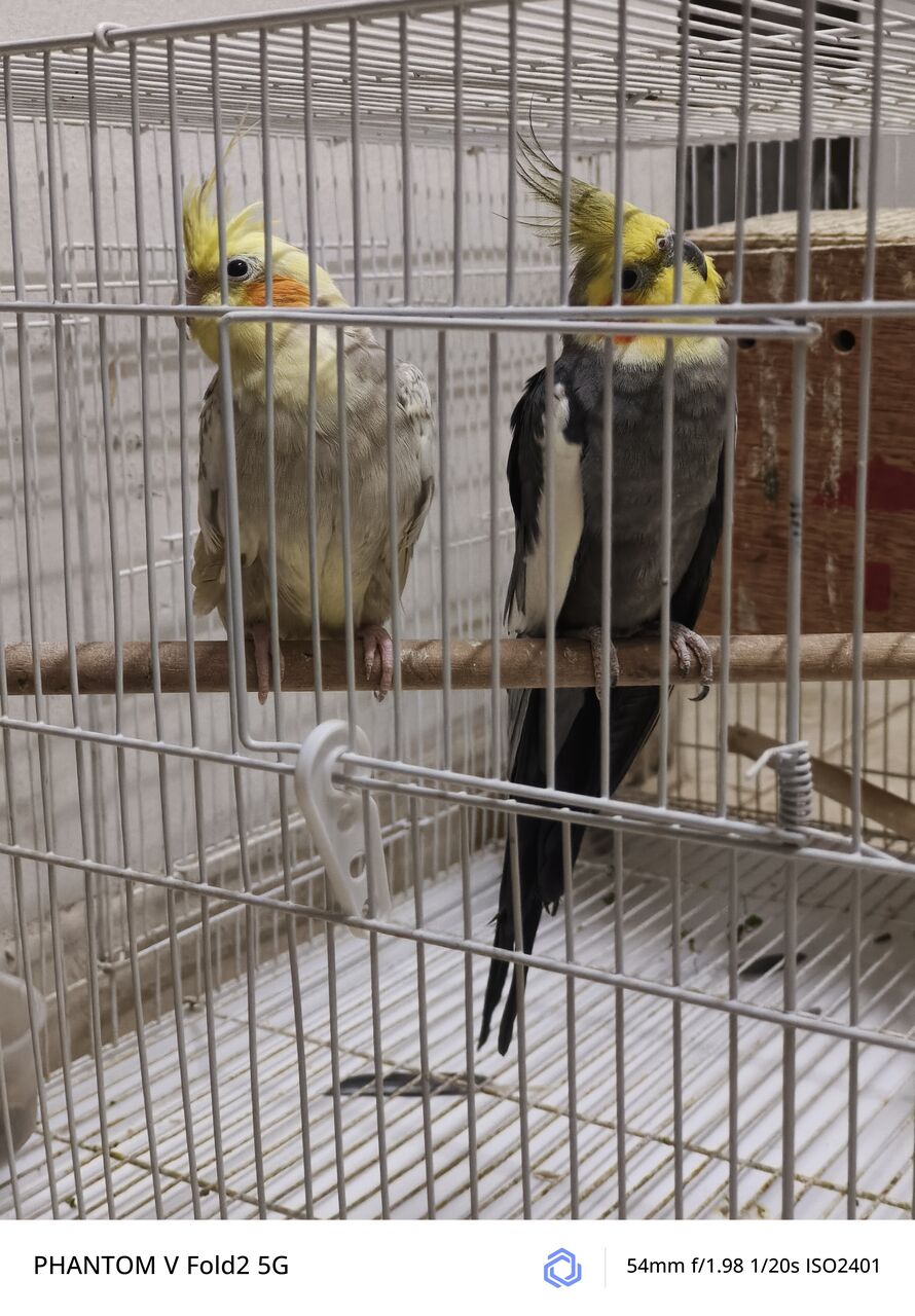 Riyadh, Pet Supplies, SAR 1,  Cockatiel Breading Pair With Eggs