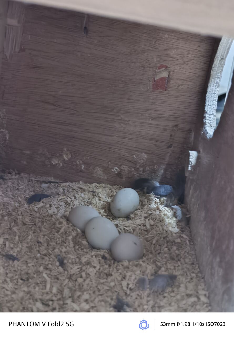 Riyadh, Pet Supplies, SAR 1,  Cockatiel Breading Pair With Eggs