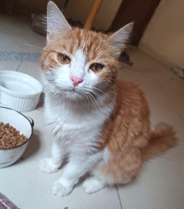 Dammam, Pet Adoption, Cat For Adoption