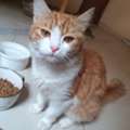 Cat For Adoption