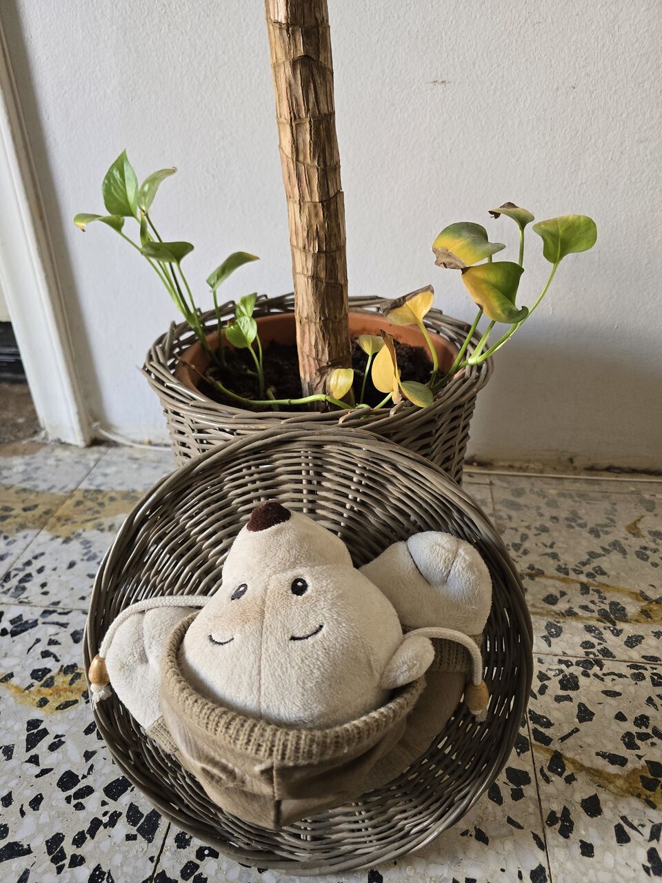 Jeddah, Household Items, SAR 5,  Flower Vase With Plants
