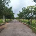 INR 13499,  250 Sq. Yard,  Best Investment Dtcp & Rera Approved Open Plots For Sale Near Future City Nandiwanaparthy