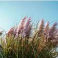 Explore Seasonal Plant Choices At An Online Garden Nursery