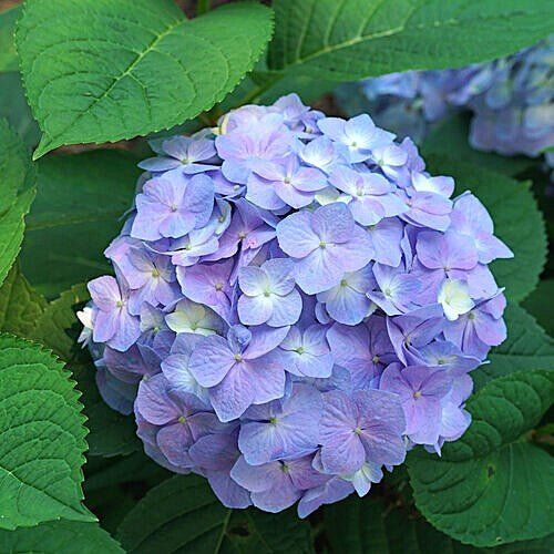 New York, Farm/Garden, Explore Seasonal Plant Choices At An Online Garden Nursery