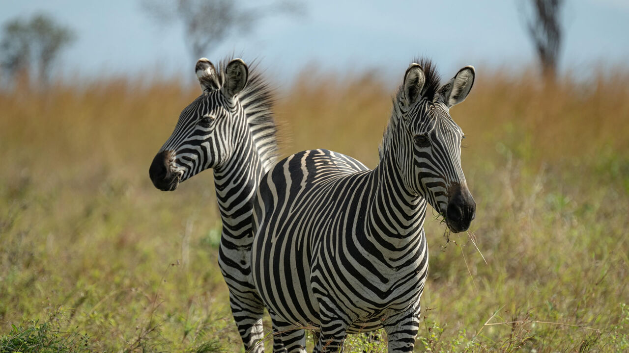 New York, Travel, Tanzania Safari Holidays | Luxury Tanzania Safari Tours