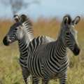 Tanzania Safari Holidays | Luxury Tanzania Safari Tours