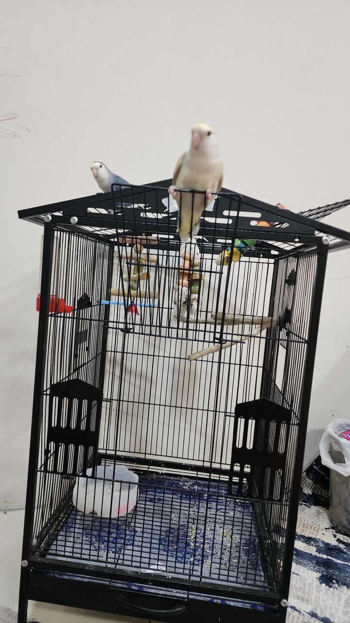Thuqbah, Pet Supplies, SAR 450,  Birds Cage