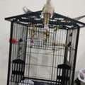 SAR 450,  Birds Cage