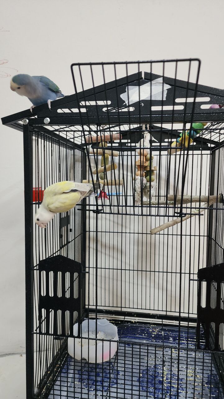 Thuqbah, Pet Supplies, SAR 450,  Birds Cage