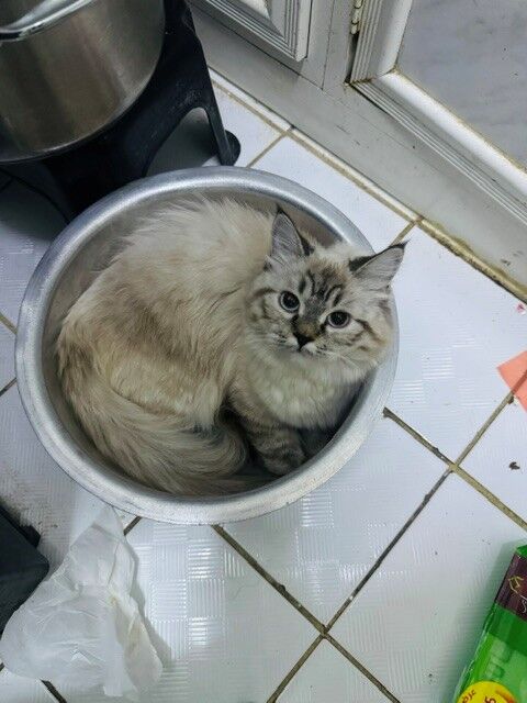 Al Wizarat, Pet Adoption, Selling My Persian Cat--for Free